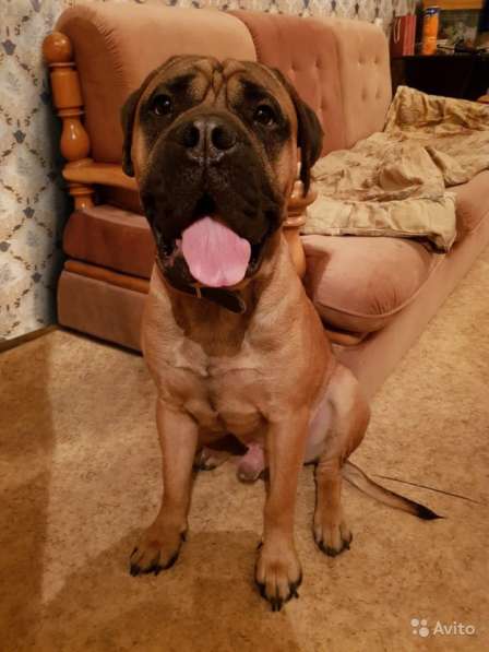 Щенок по имени Степка