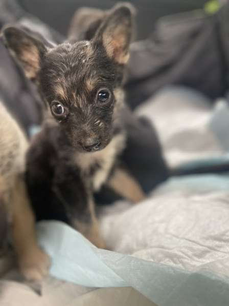 Щенки от мамы овчарки в добрые руки в Москве фото 15