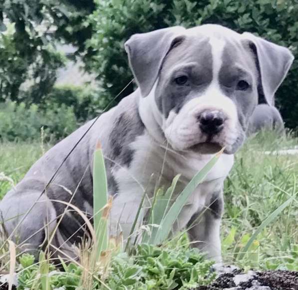 American bully à vendre в фото 6