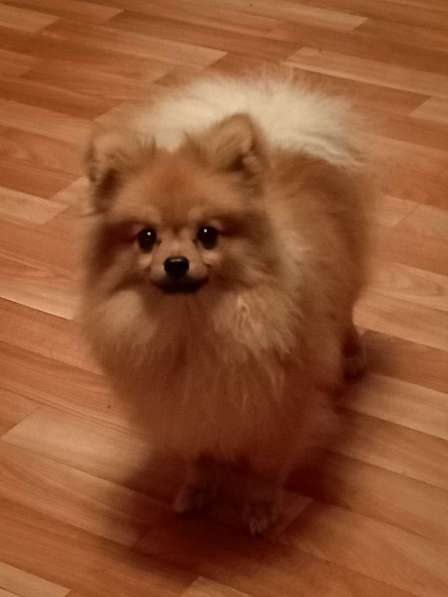Памеранский Шпиц в Хабаровске фото 7