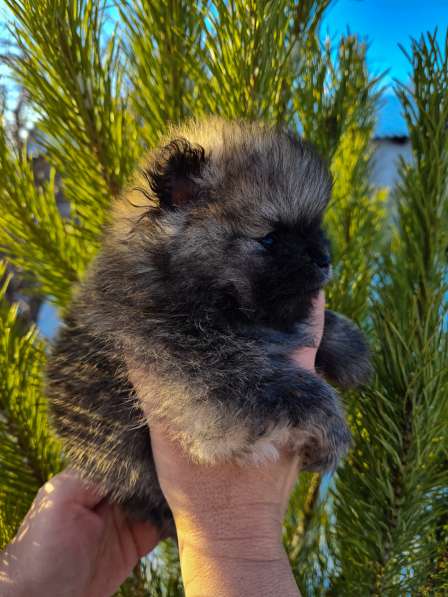 Pomeranian cubs в фото 8
