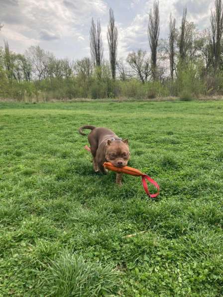 Шикарная девочка American Bully ABKC в Москве