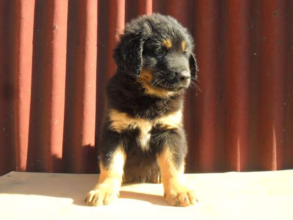 Бурят-Монгольский Волкодав -щенки в Москве фото 6