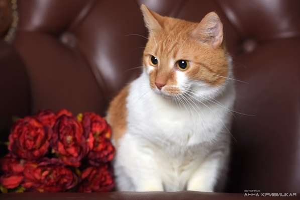 Жора - рыжий домашний кот в добрые руки в Санкт-Петербурге фото 3