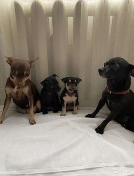 Русский той - терьер