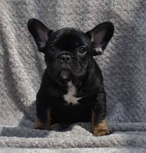 French bulldog. Black tan boy в фото 3