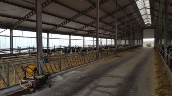 Молочно-животноводческая ферма на 2000 коров с молодняком на базе фермерского хозяйства в Пятигорске
