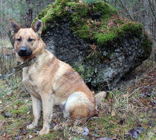 Умнейший пёс с тигриными полосками ищет дом в Санкт-Петербурге фото 8