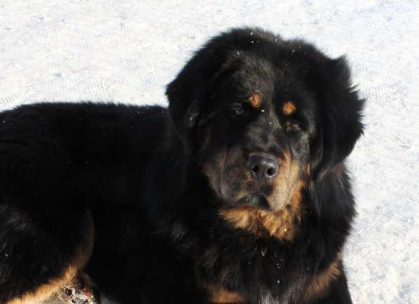 Тибетский мастиф - лучший страж на территории в Москве фото 139