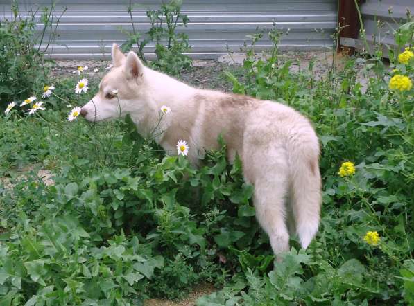 Продажа щенков Хаски в Новосибирске фото 20