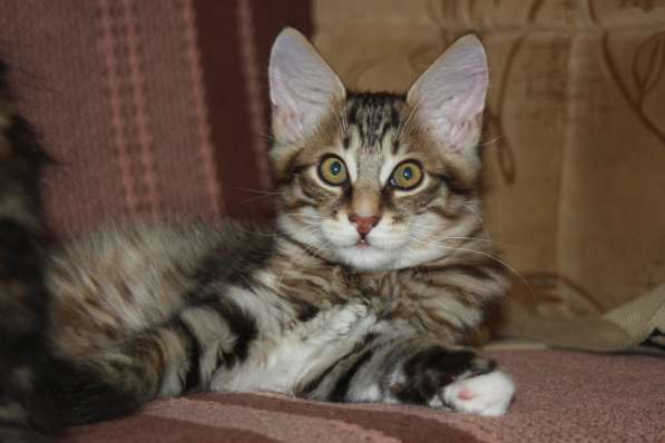 Котенок Курильского бобтейла в Нижневартовске фото 8