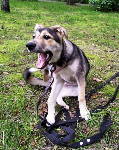 Тася в добрые руки в Ногинске фото 31