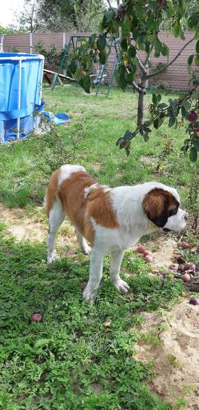 Щенки сенбернара в фото 45