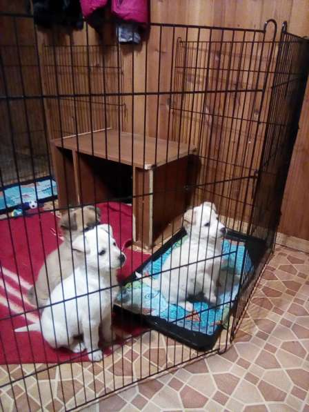 Щенка в добрые руки в Москве фото 13