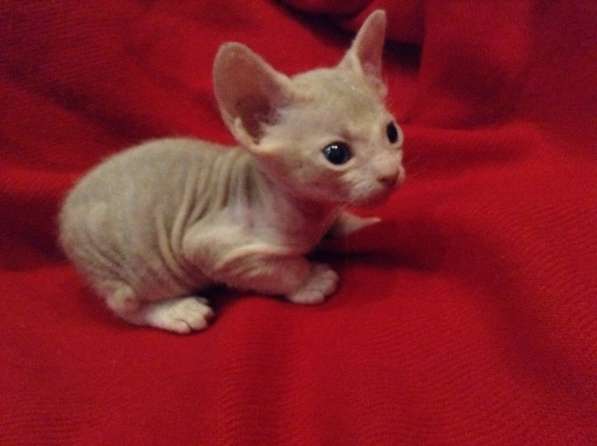 Донские котята в Туле фото 17