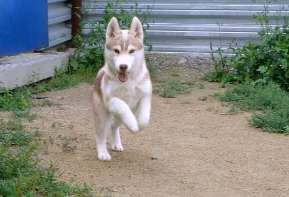 Продажа щенков Хаски в Новосибирске фото 17