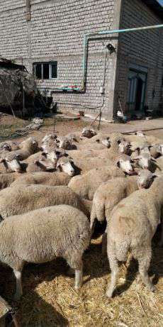 Мериносовые бараны и овцы (хвостатые)/Merinos qoylar va qucq в фото 4