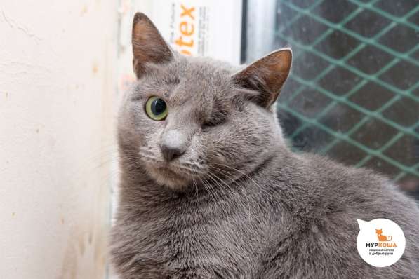 Осторожная Серебро мечтает встретить хозяина в Москве фото 3