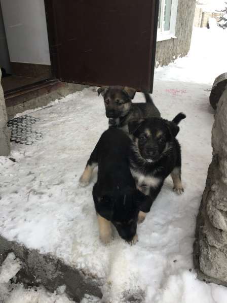 Щенки метисы в Казани фото 16