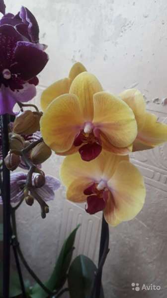 Орхидея в Самаре