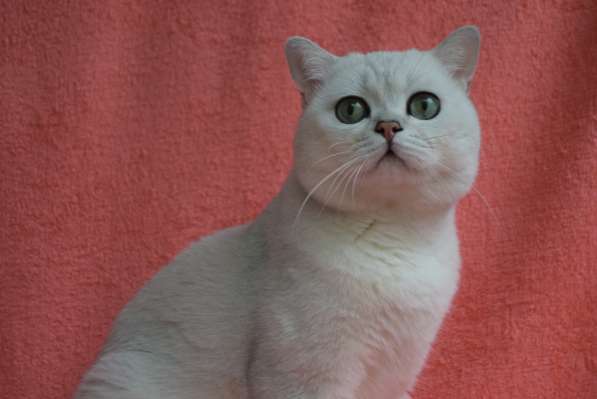 Британский серебристый котенок в Ростове-на-Дону фото 3