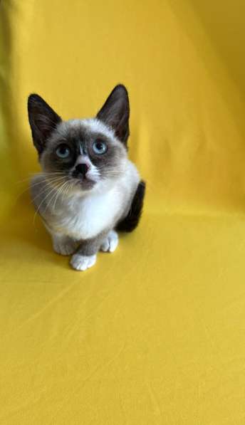Котёнок Сноу шу в Ростове-на-Дону фото 3