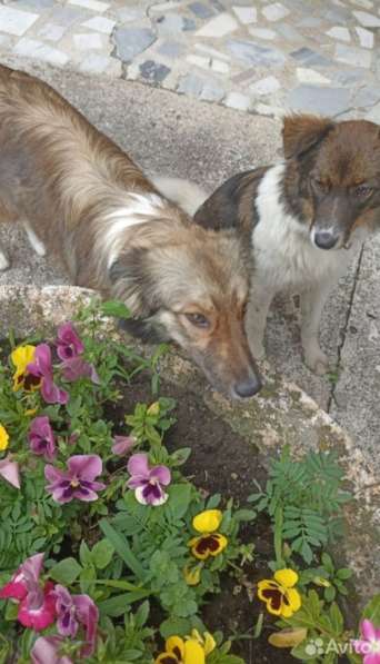 Маленькая идеальная собачка в Санкт-Петербурге фото 12