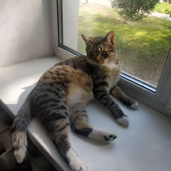 Срочно котенок в дар в фото 3