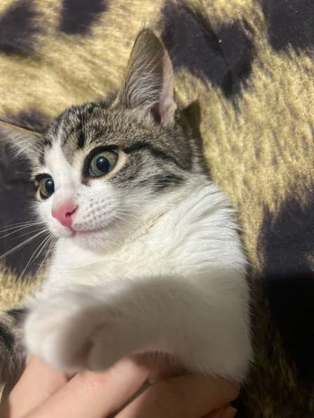 Кошка в Астрахани