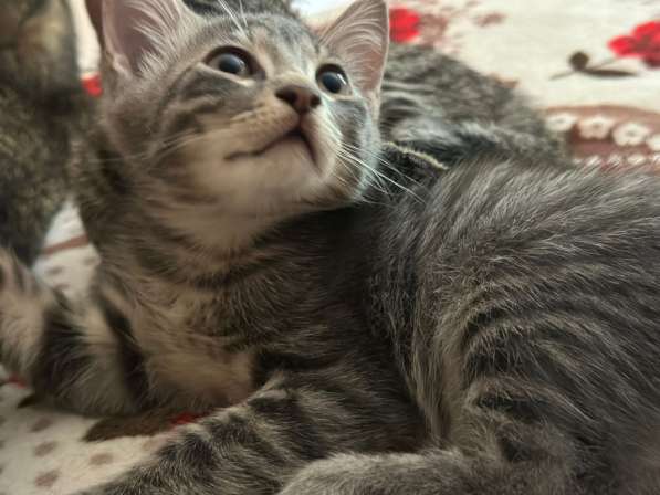 Отдам котенка