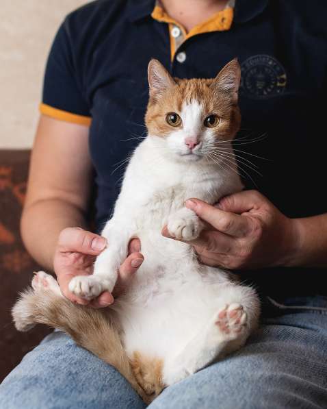 Ласковая красавица кошка Зинаида в добрые руки в Москве
