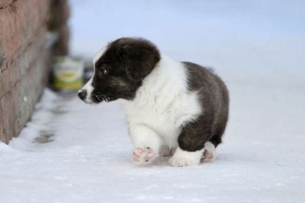 Вельш корги кардиган в Москве фото 9