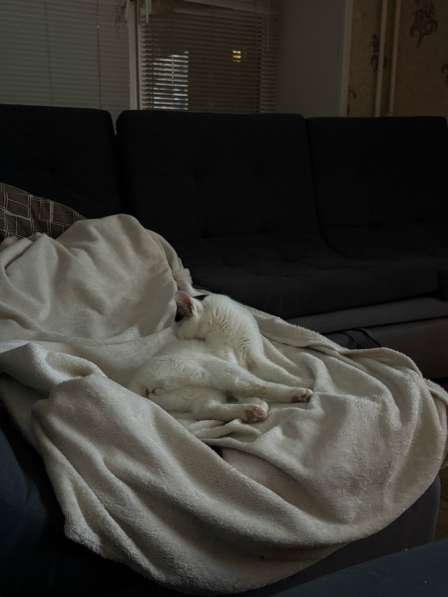 Кошка в хорошие руки в Красноярске