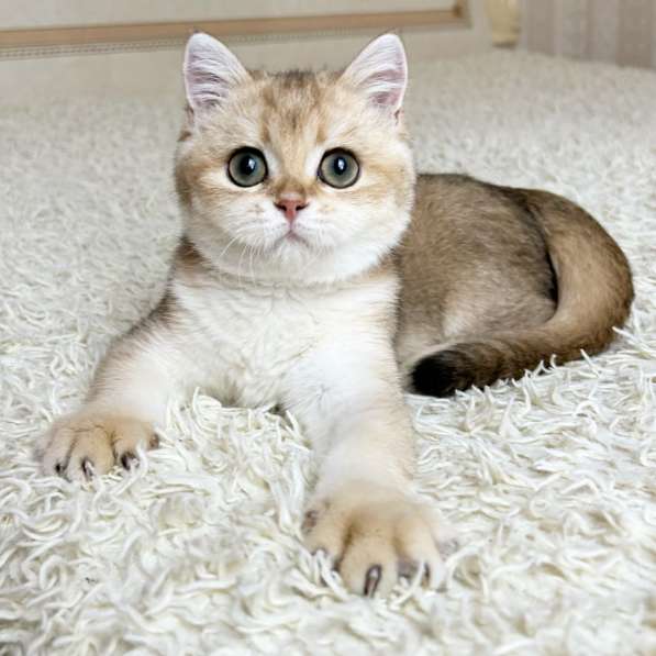 Британский мальчик в окрасе ny11 в Москве