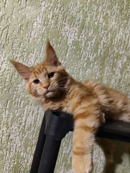 Котята в фото 4