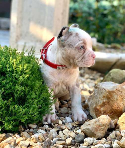 Предлагаются щенки Американский Булли покет в Москве фото 3
