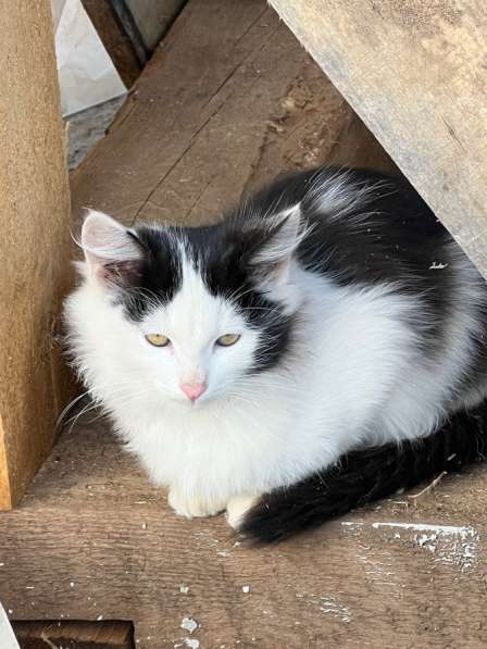 Котята 3-4 мес в Уфе