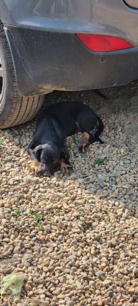 Предположительно "Русская гончая"