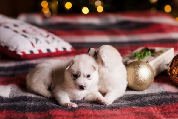 Открыта бронь на щенков хаски в Москве фото 8