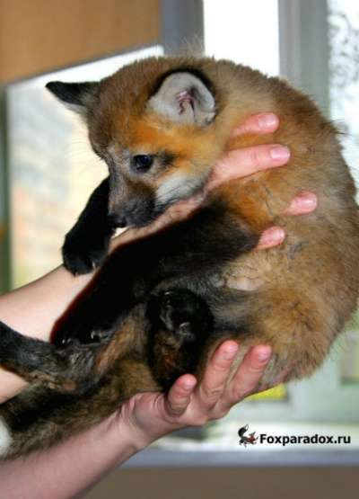 Домашние лисы и лисята разных окрасов