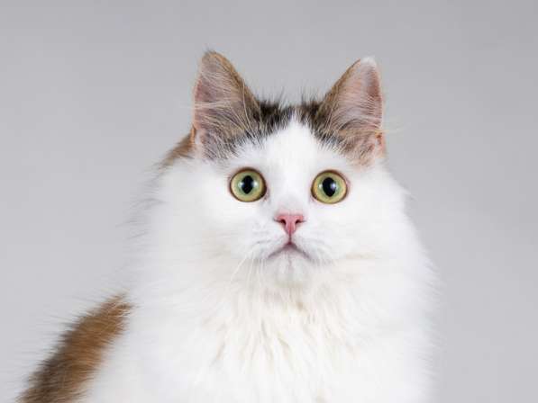 Молодая сибирская трехцветная кошечка Зая в дар в Москве фото 9