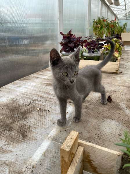 Котята в добрые руки в Самаре фото 3