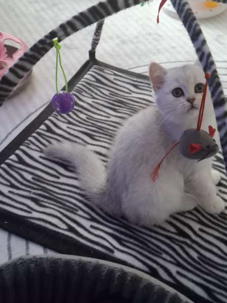 Британский короткошерстный котик в фото 9