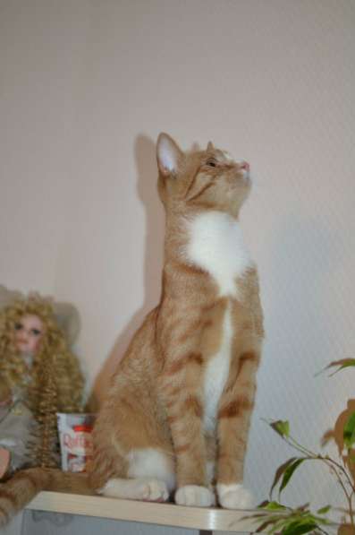 Отдам даром Красавчик Филя ищет дом в Санкт-Петербурге