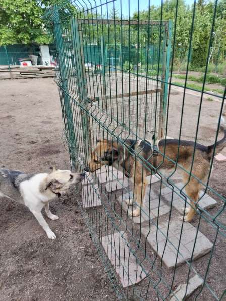 Домашний пёс-потеряшка ищет новую семью в Санкт-Петербурге
