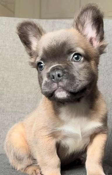 French bulldog. Fluffy boy
