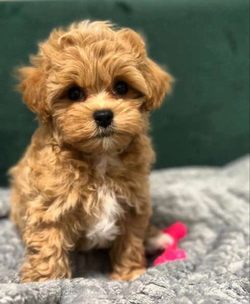 Мальтипу f1 в Москве фото 3