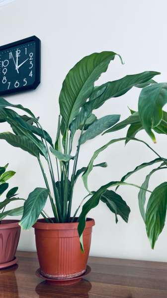 Цветы комнатные в Красноярске фото 4