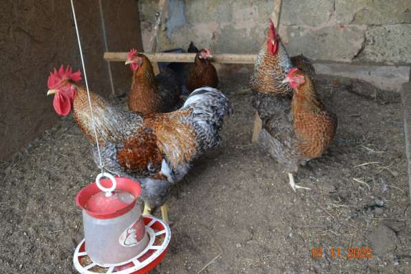 Продам породистых петушков в фото 5