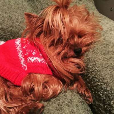 Йоркширские терьеры в Екатеринбурге фото 5